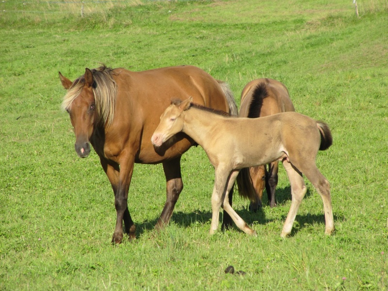 Les Chevaux D'Odun. - Page 11 Img_9032