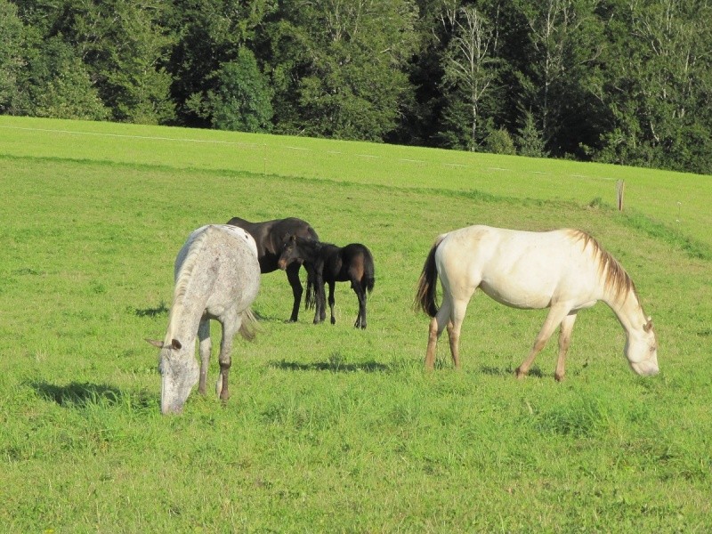 Les Chevaux D'Odun. - Page 12 Img_9046