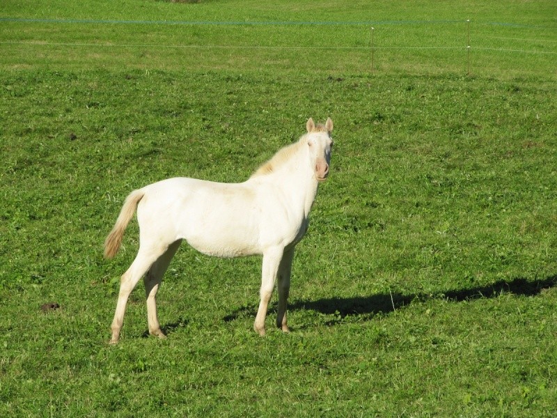 Les Chevaux D'Odun. - Page 13 Img_9144