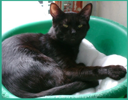 Tom chaton noir de six mois : école du chat de Caen Tom10