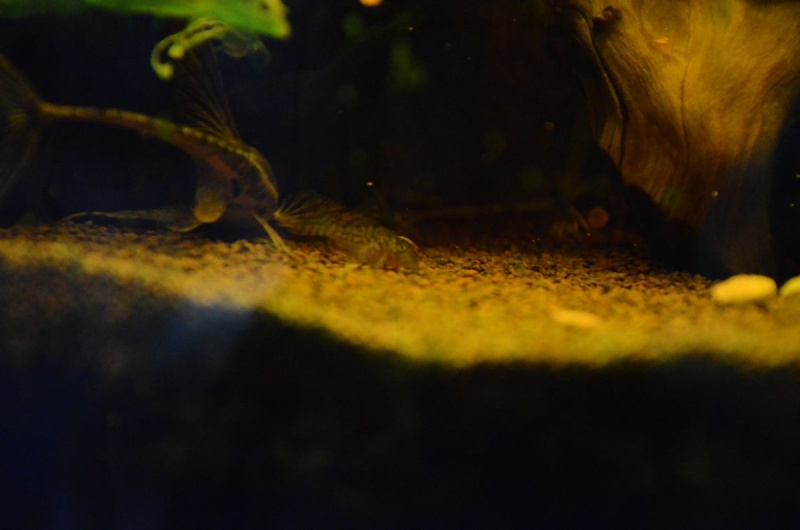 Corydoras Sterbai 310