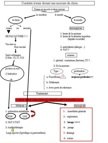 Conduite à Tenir Devant Une Morsure De Chien