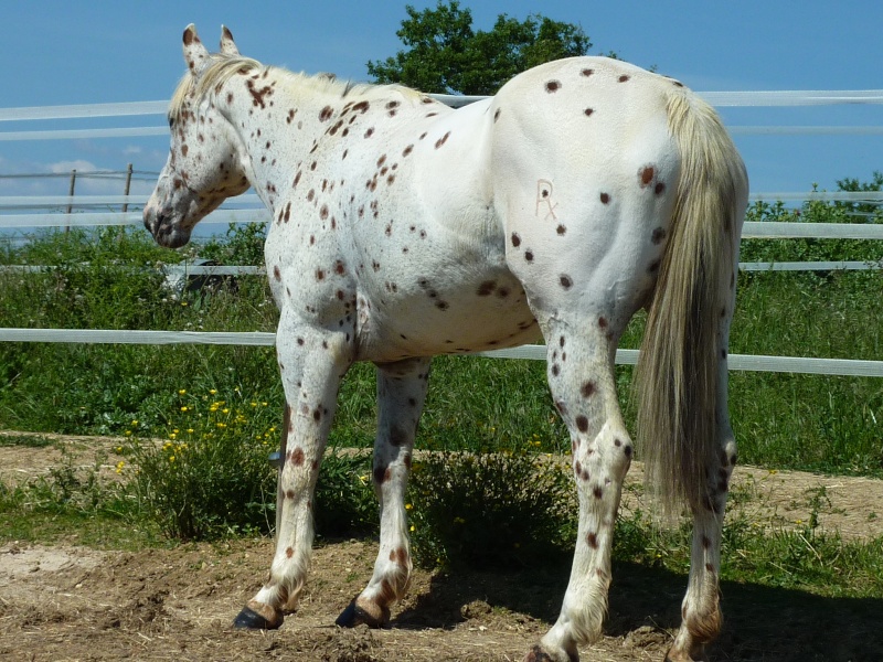 Shakira Jument Appaloosa 5 ans P1000210