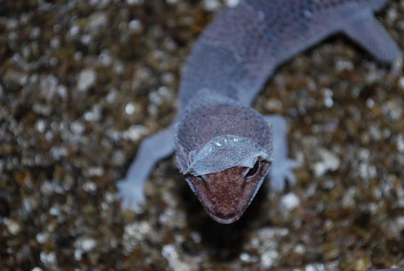 Lézard - Hemitheconyx Caudicinctus Hemith11