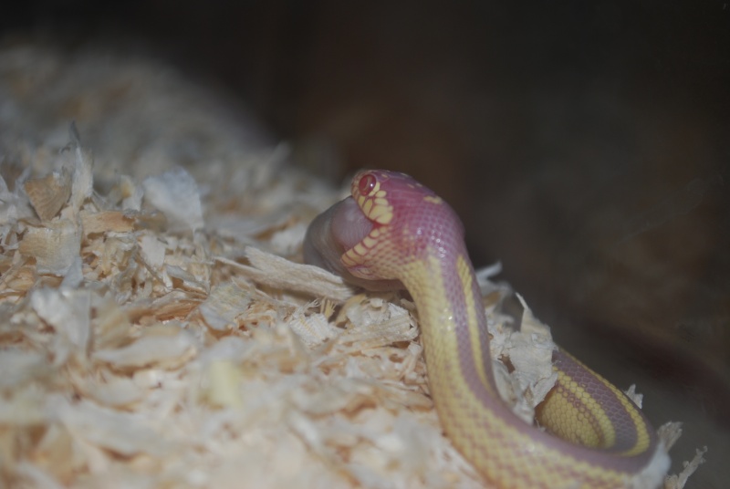 Serpent - Lampropeltis getulus californiae Lampro10