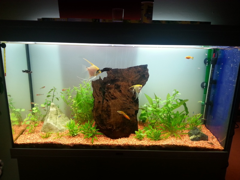 mon aquarium 180l  20141010