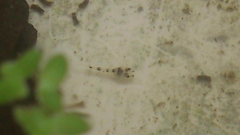 ponte Corydoras pygmaeus  Dsc_2010