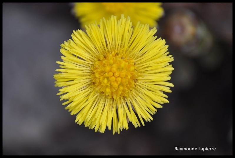 Abeille butinant Dsc_0810