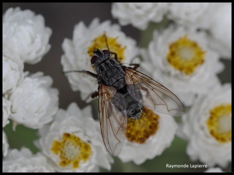 Mouche sur anaphale marguerite Dsc_4620