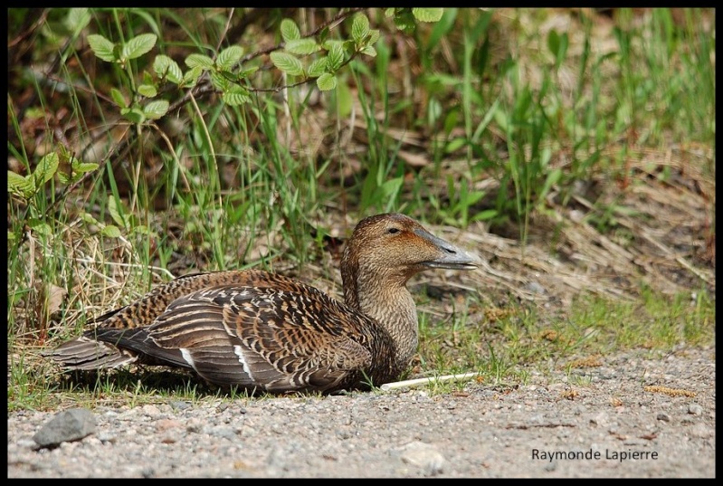 Eider à duvet Dsc_4810