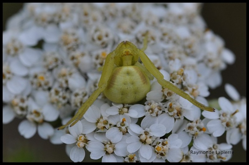 Araignées-crabe Dsc_5611