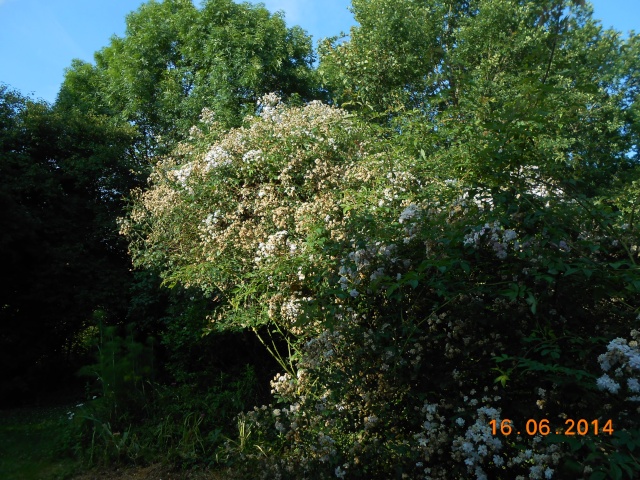 Arborétum Le Chêne vert - Page 3 Arbor155