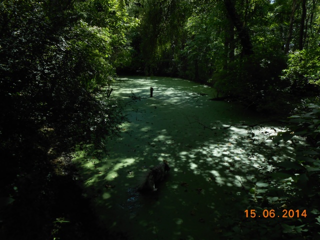 40 - Les cours d'eau... photos reçues Arbora97