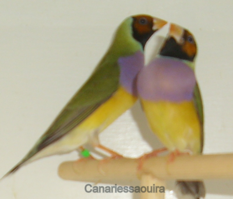 photo de mes diamants de gould 2011/12 et de 2012/13 Sl701810