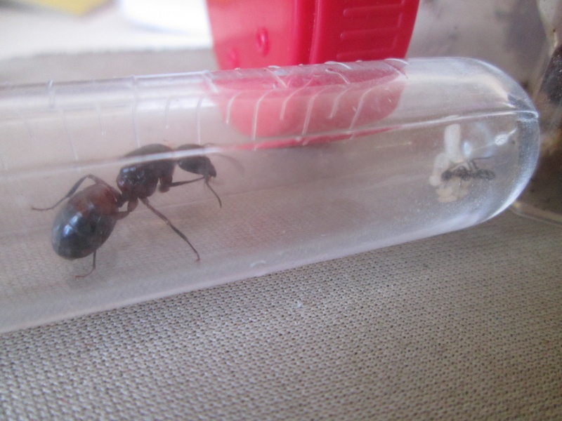 Camponotus sp Ouvrie10
