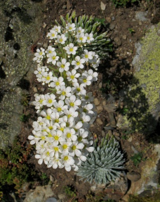 flore des vieux murs, rochers et rocailles naturelles 61289011