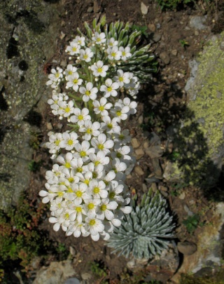 polypodium cambricum - flore des vieux murs, rochers  et rocailles naturelles 61289011