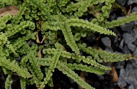 Cryptotaenia japonica 'Atropurpurea', Athyrium filix-femina 'Frizelliae', Elegia capensis [devinette] Devine10