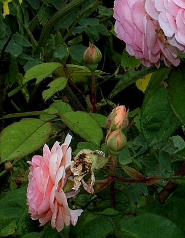 rosier - identification 11 - magnifique rosier à Chaumont Rose_211