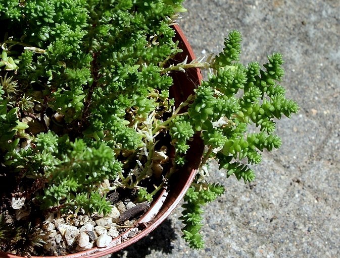 Sedum acre 'Alba' Sedum_11