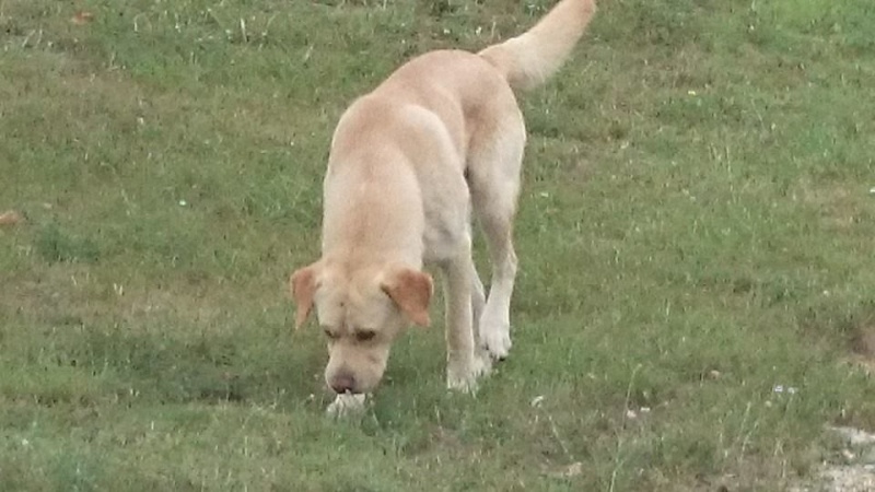un chien(ne) type labrador sable qui  erre dans St Auban  10325210
