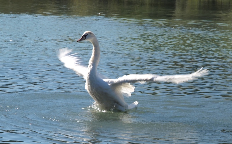 Fais moi un cygne 110