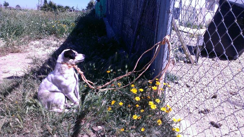 Urgent - SWEET - bodeguera 3 ans - Asso Une Histoire de Galgos (Espagne) Imag2512