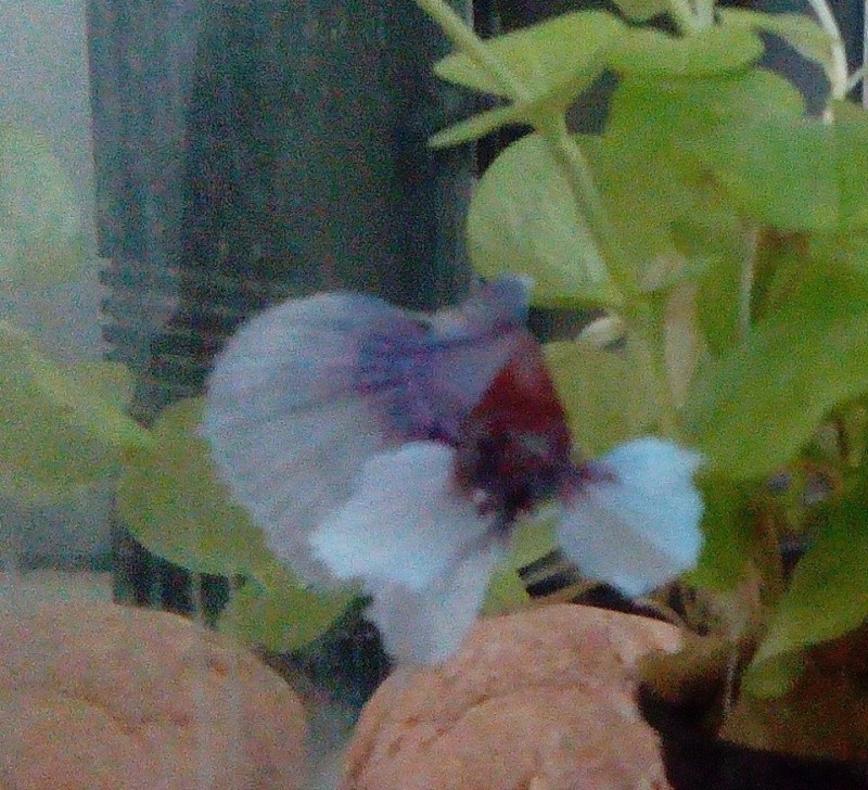 Betta éléphant ? 10660210