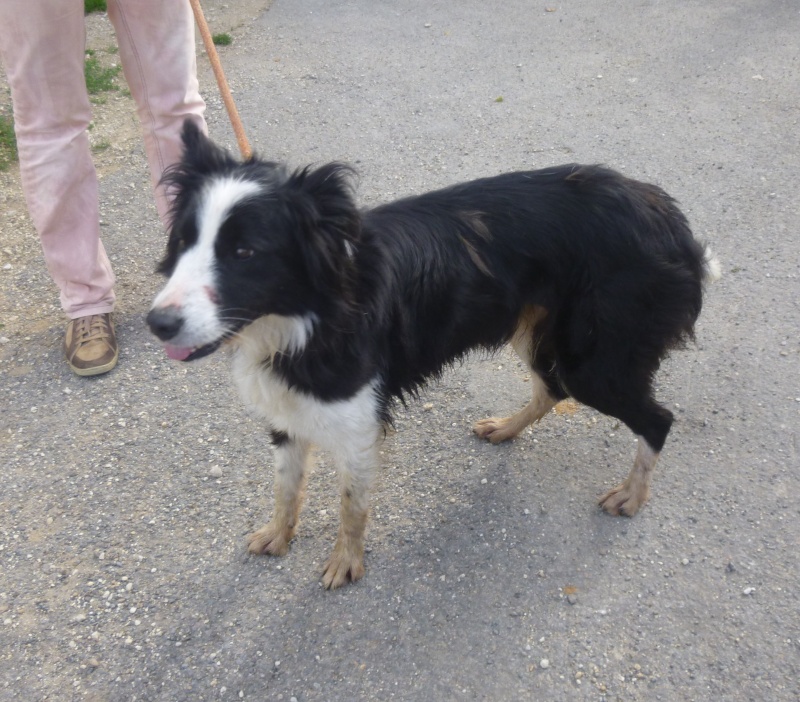 ENJOYE Border Collie 250269802582366 Pic29610