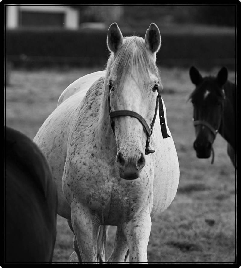 Coucou de Zouzou .....  - Page 9 03-10-17