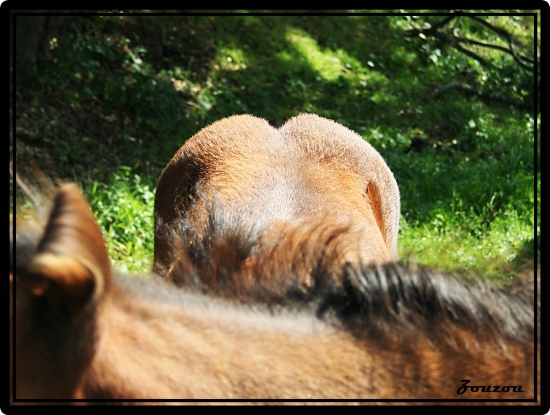 Rassemblement annuel des chevaux de race auvergne Auverg14