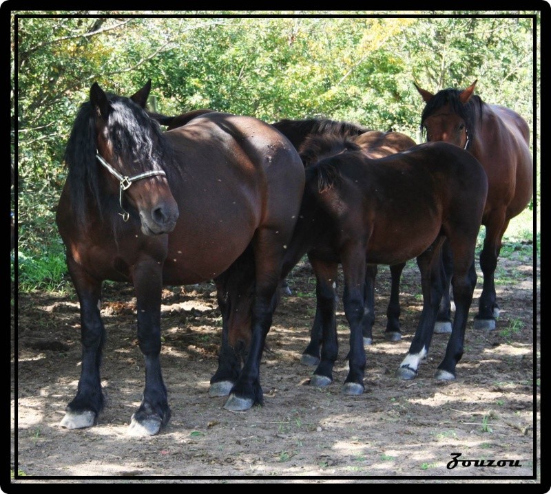 Rassemblement annuel des chevaux de race auvergne Auverg22