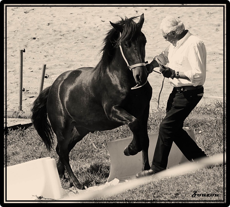 Rassemblement annuel des chevaux de race auvergne Auverg43