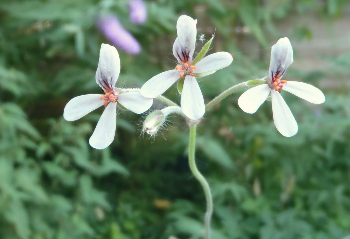 Pelargonium - Fam. Geraniaceae - Seite 2 Pelarg10