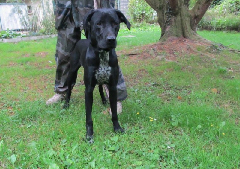 JACKSON mâle croisé braque labrador 1 an - Aunay sur Odon 14 10629710