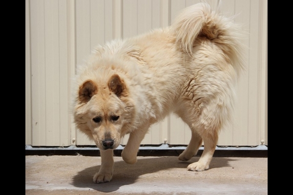 CHOUCHOU, type x chow-chow, (m )) 01/05/2007/ - LDAS REF(72) 00210