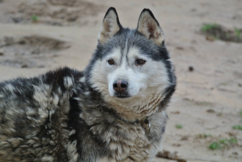 Theo husky 12 ans ok femelles pas de chats ASSO39 10258111