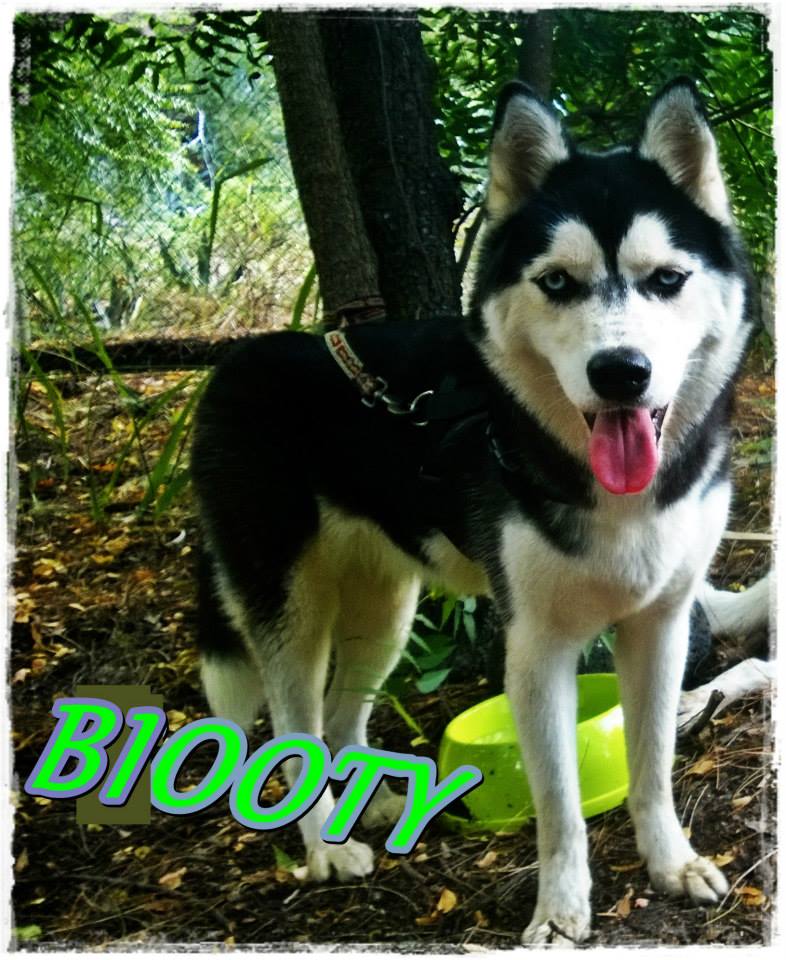 Biooty husky (f) 1 an et demi ok chiens enfants pas de chats  ASSO97  ADOPTEE 10295710