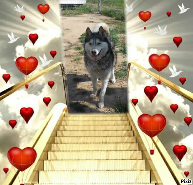 THEO - husky 15 ans (au refuge depuis 9 ans)  Asso Eden Valley à Recanoz (39) 10325711