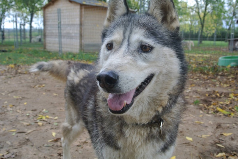 Theo husky 12 ans ok femelles pas de chats ASSO39 10329710