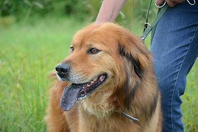 MELLY, x chow-chow de 7 ans (f), pas ok chats ni femelles REFU64 10393610