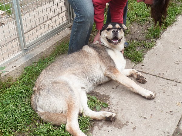 TYSON x husky  labrador né 11/2012/ sociable joueur équilibré  REF78 ADOPTER 10404311