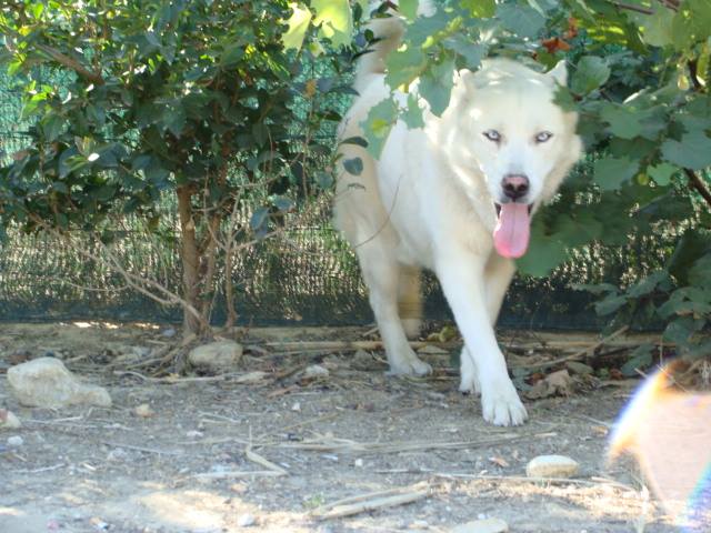 Galak husky (m)  blanc 9 ans sociable calme obéissant REFU66 ADOPTE 10408910