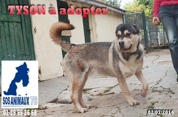 TYSON x husky  labrador né 11/2012/ sociable joueur équilibré  REF78 ADOPTER 10432910