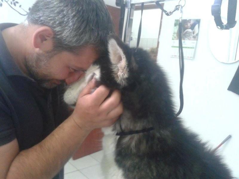 LUNA Husky 4/5 ANS pas ok chien URGENCE ROUMANIE ADOPTEE 10500410