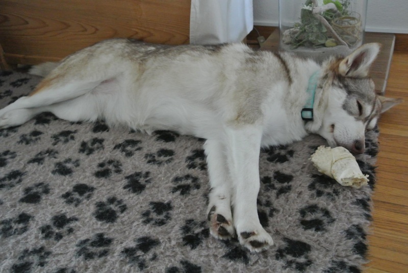 SHASTA, Husky (f) 2 ans sauvée de Roumanie ASSO26  ADOPTEE 10521710