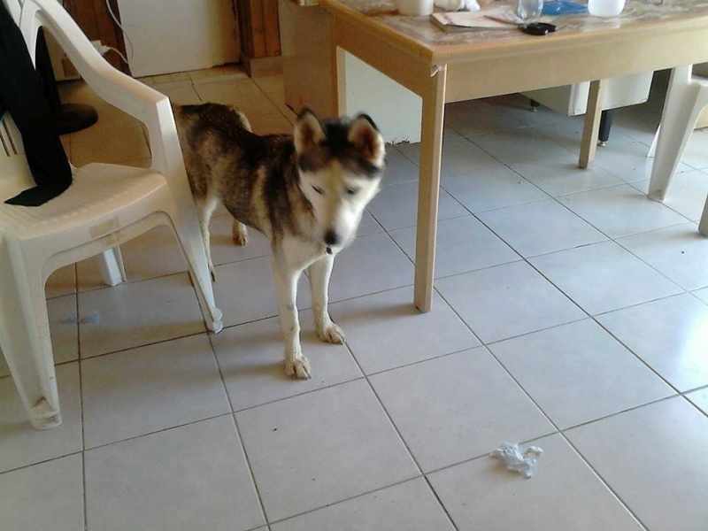 Lola husky (f) 7 ans  REFU85   ADOPTEE 10526110