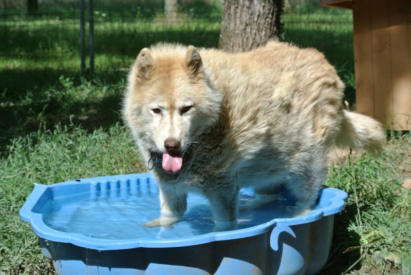 LILOU Husky chocolat 10 ans  ASSO65 DECEDE - Page 3 10527910