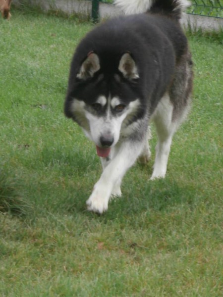 SISKO Husky (m) noir et blanc,gentil sociable pas de jeunes enfants REFU62  10553411