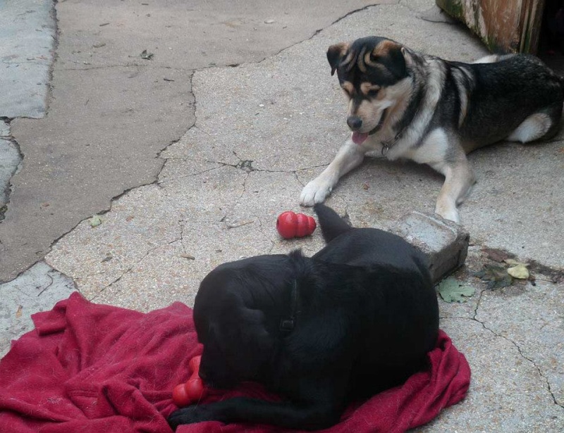 TYSON x husky labrador né 11/2012/ sociable joueur équilibré REF78 ADOPTER 10626610